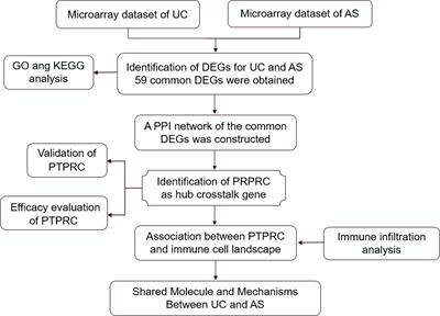 Uncovering the shared molecule and mechanism between ulcerative colitis and atherosclerosis: an integrative genomic analysis